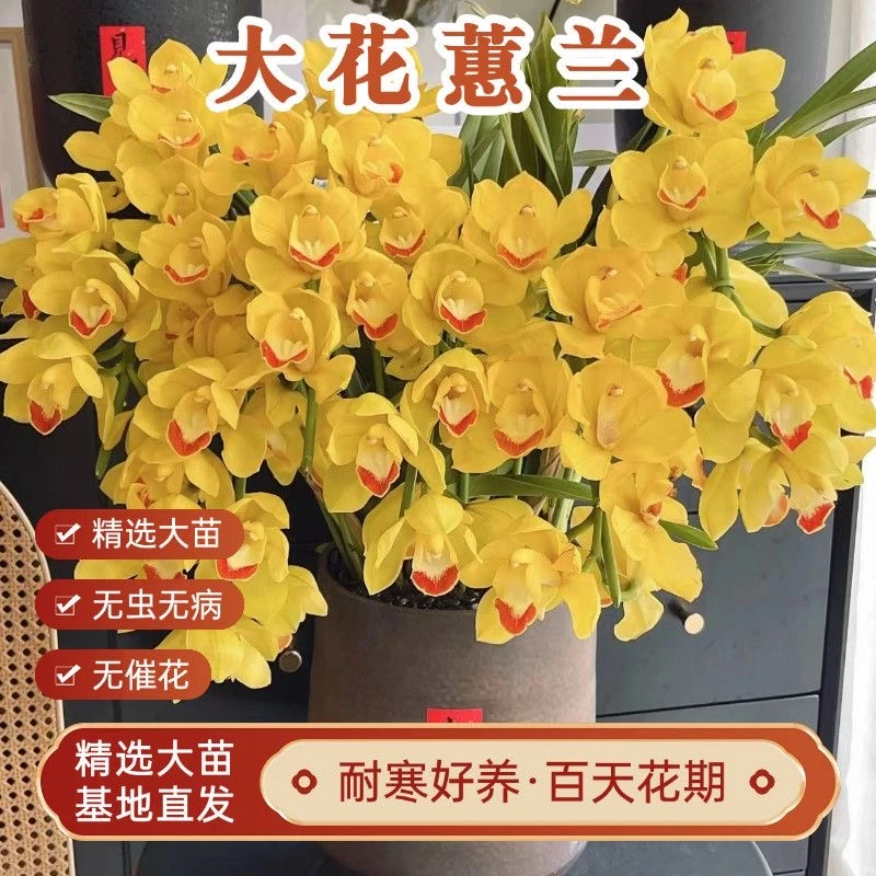 桌面款 大花蕙兰金光带香味年宵必备年宵花带花苞原盆办公庭院室