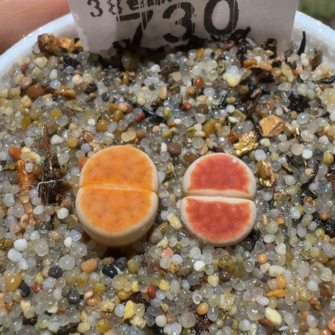 Ssss精品生石花730朱唇