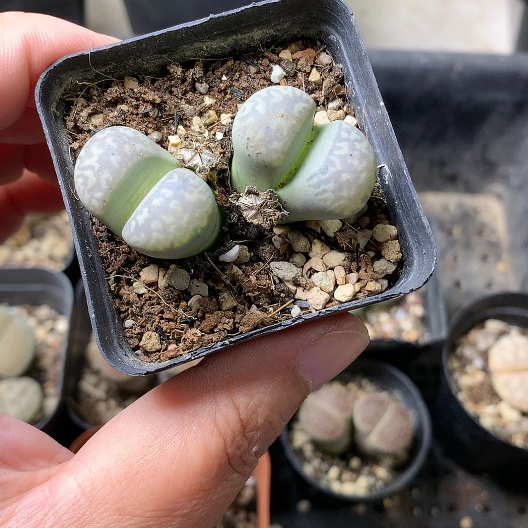 M313多肉植物保护