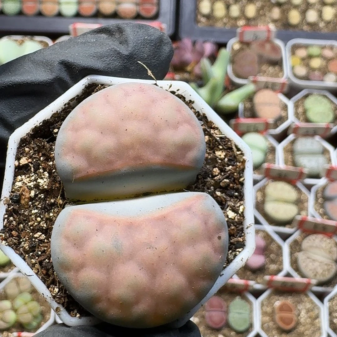 小***呀生石花23///。 186