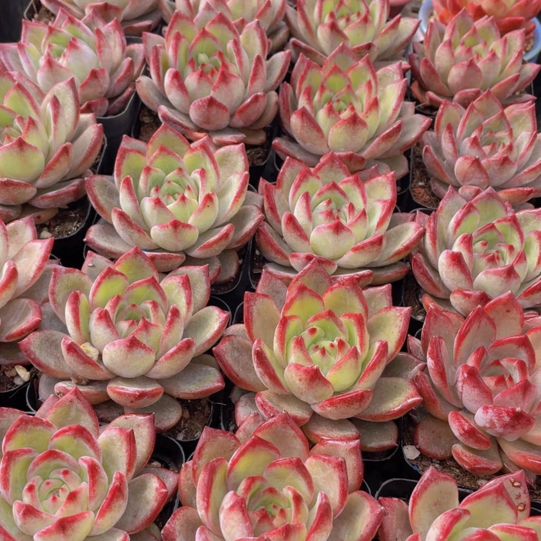 量拍137号 夜魔侠单头一个