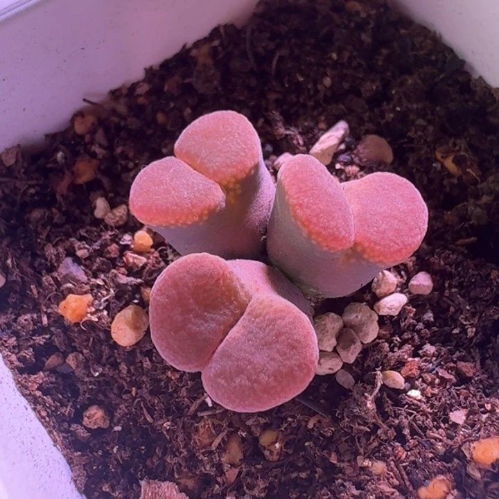 47号三头一物一拍