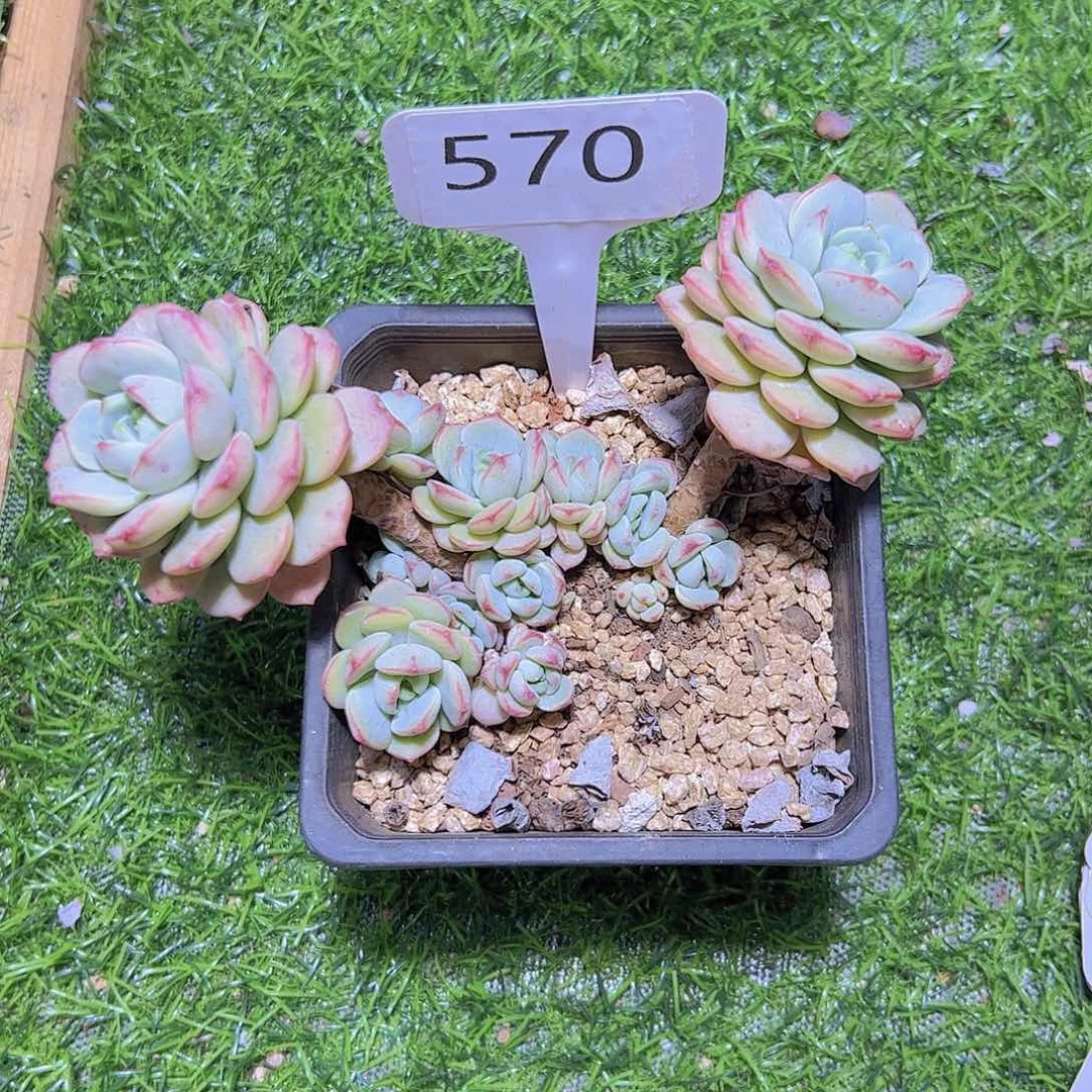 流***℡570香草10元元元