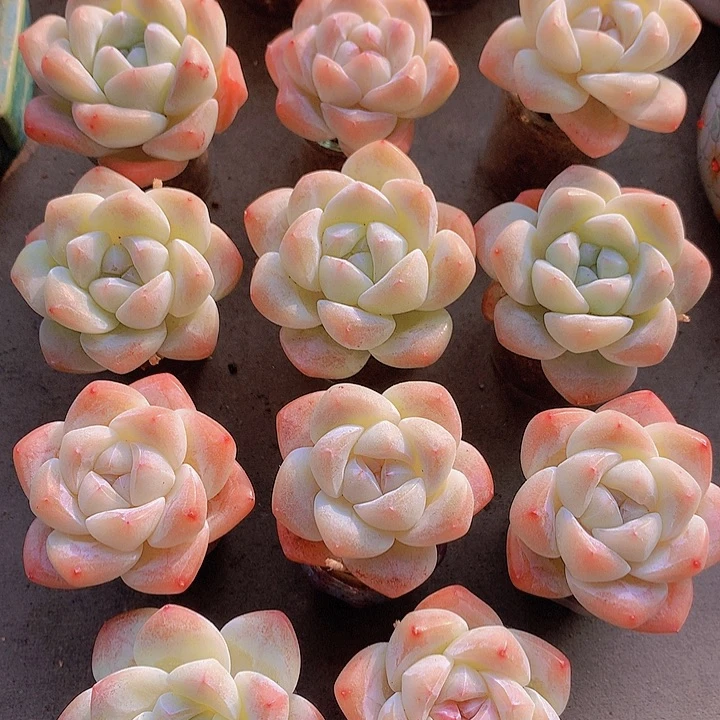 一物一拍，福利11颗小精控单头冰玉