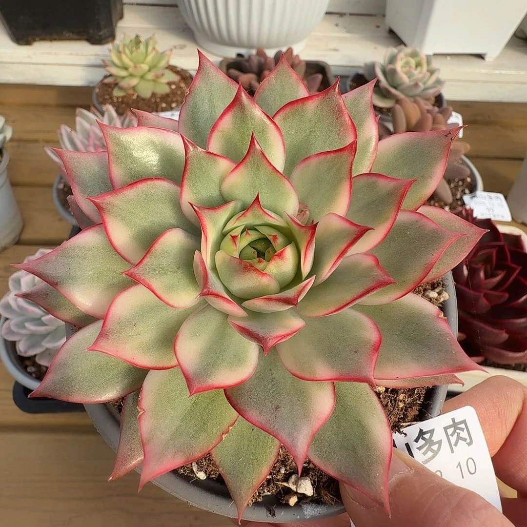 绿体宝莲灯111210-101