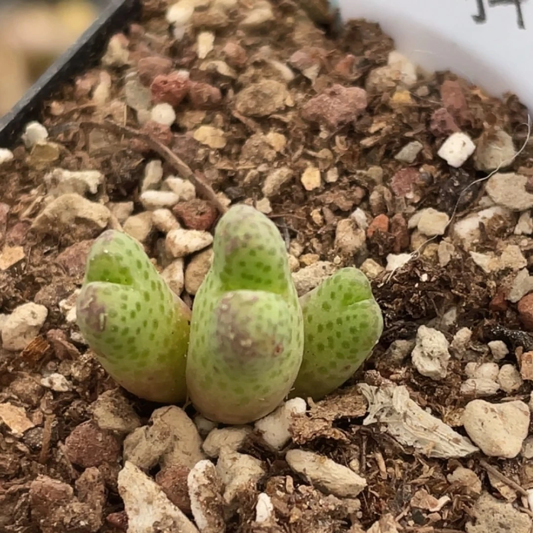 9-43斑马955d肉锥