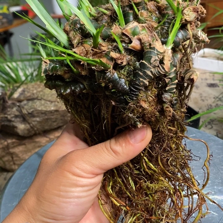 无花朵蓝*菖蒲在哪啊怎么不理啊