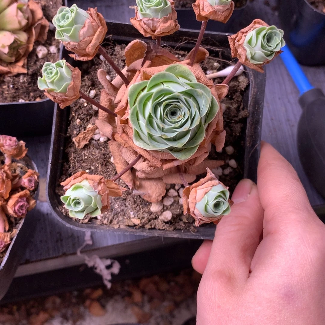 S***y一物一拍断枝不售后222