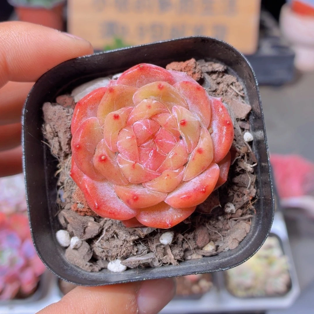 雪塔多肉9.9包邮发货