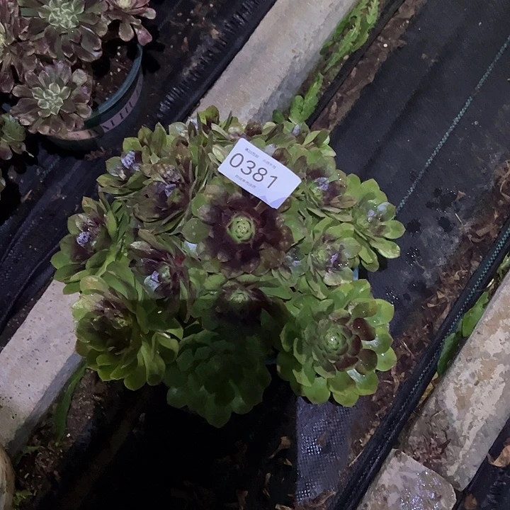 0381黑膜多肉植物