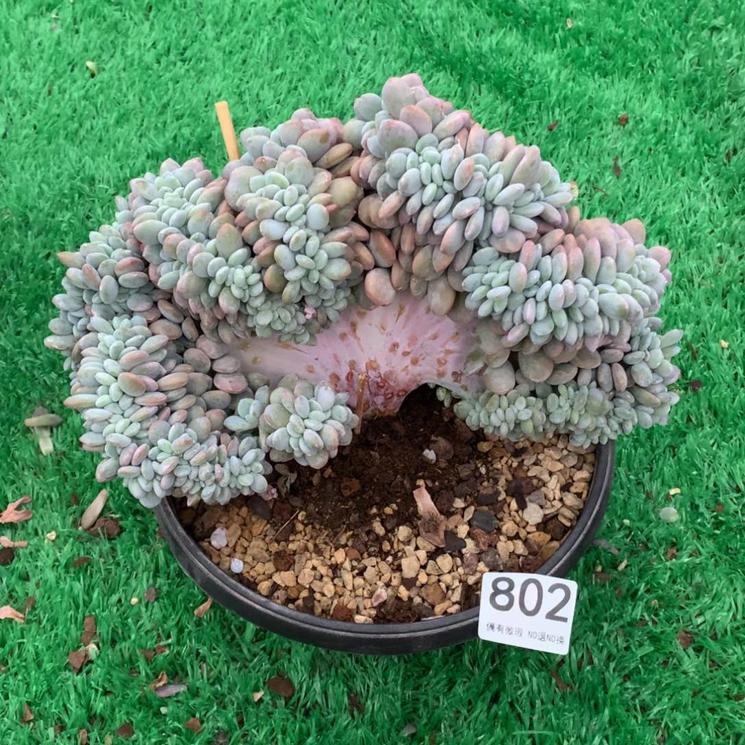 802粉兔缀多肉植物