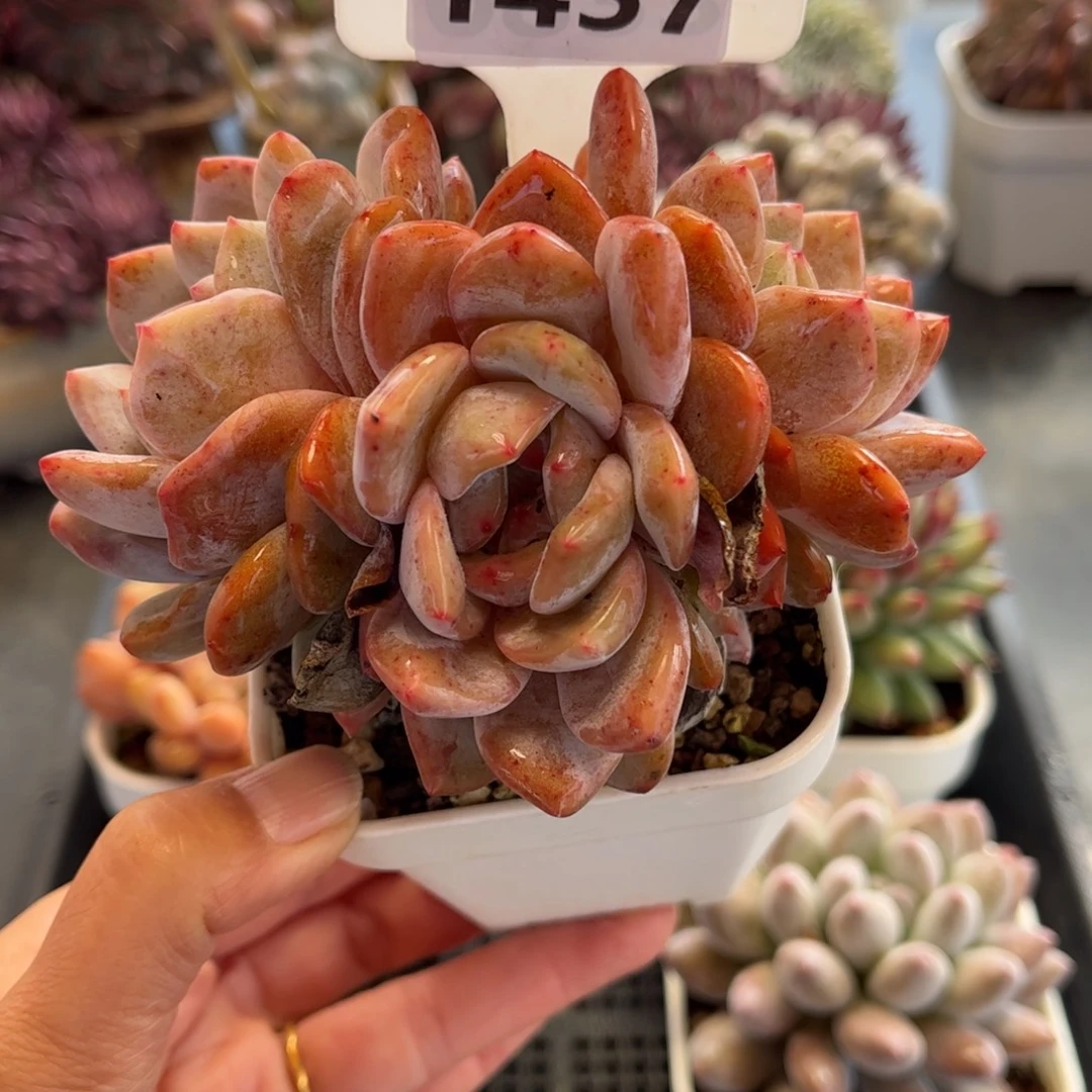 1457 天冷地区必拍保温箱