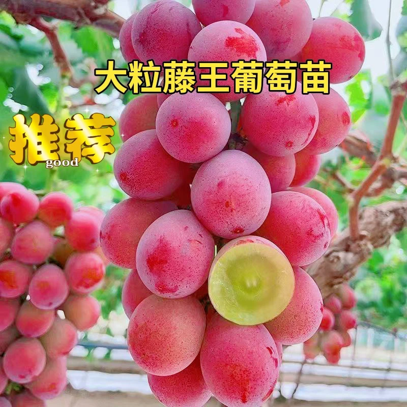藤王红蜜王.藤王黑蜜王.藤王青蜜王葡萄树(爬藤快的)南北方都能种