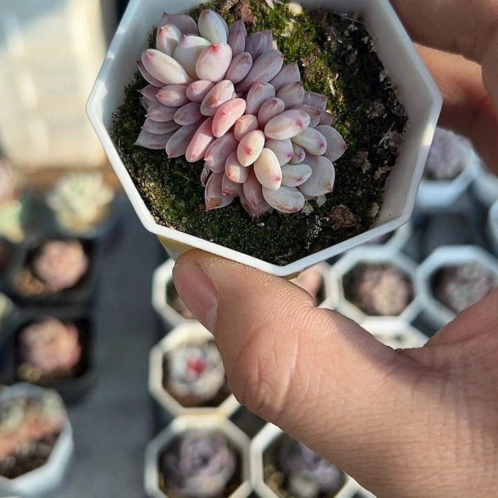 带盆星星橙 满10颗包邮