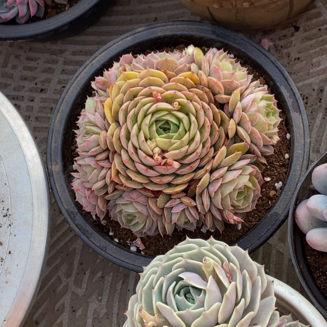 暖*&48包邮一物一拍多肉