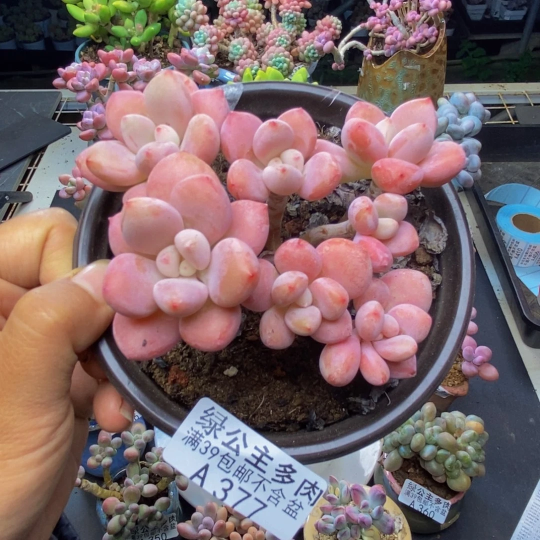 377樱花洛神多肉8c m