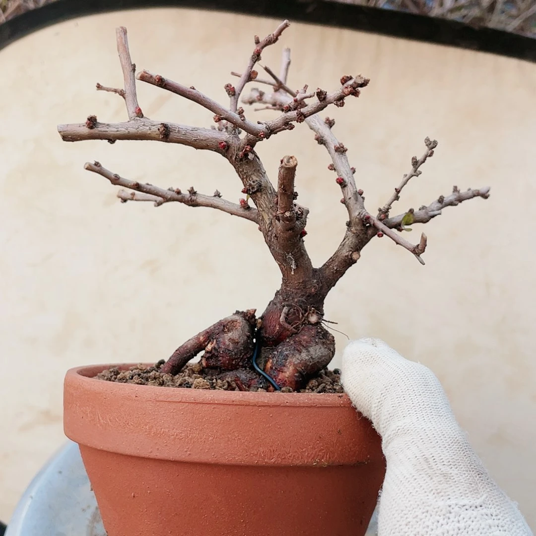 海棠海棠150150150