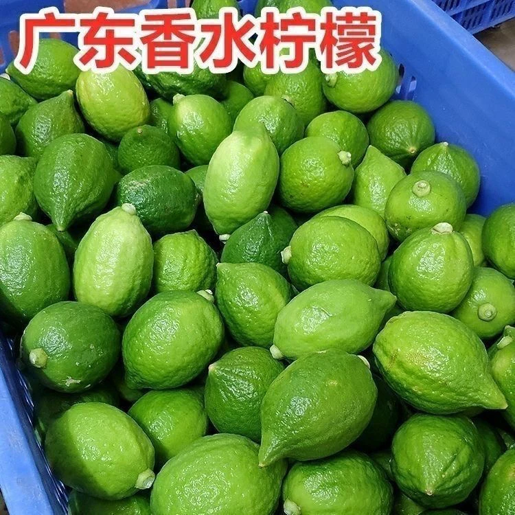 广东香水柠檬奶茶店专用现摘现发鲜果香气浓郁柠檬果奶茶店直供