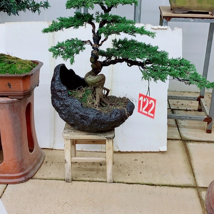 【闪购商品】济州真柏