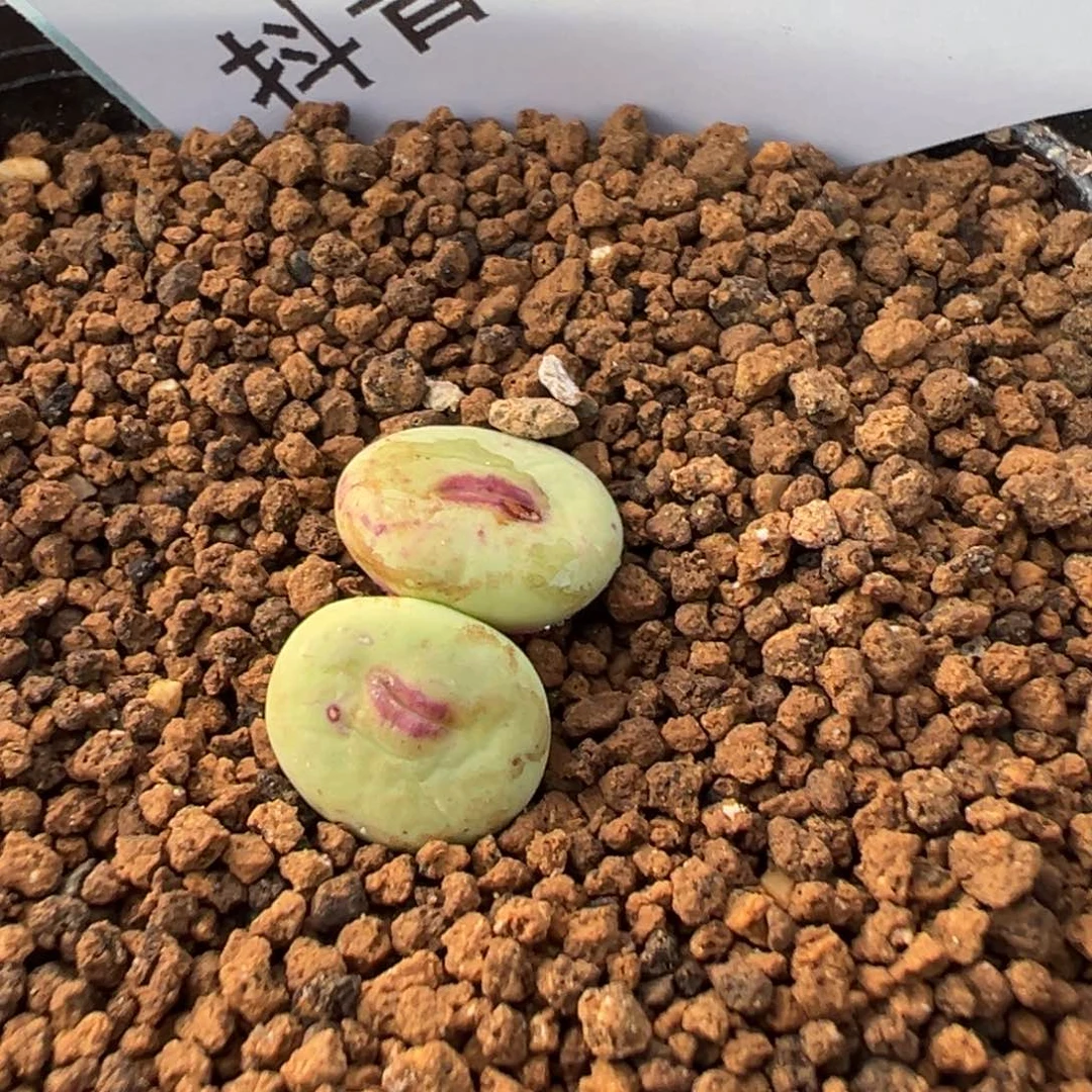 14-109红嘴多肉植物