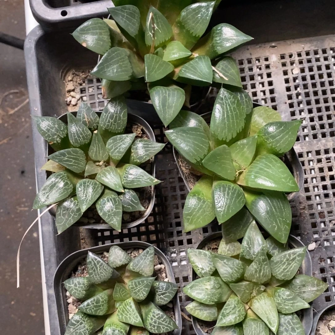 2473 五颗福利。