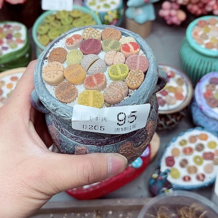 多肉植物生石花5-95