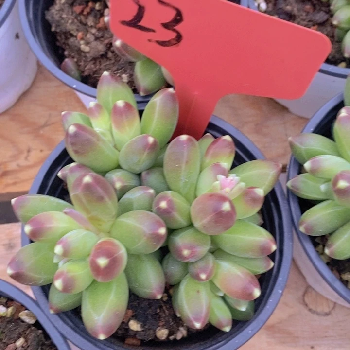 多肉植物，开心多肉，粉丝福利场