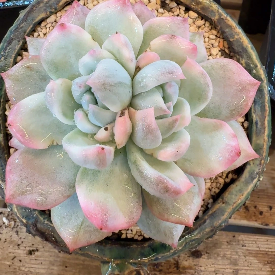 粉蓝鸟变异双芯锦
