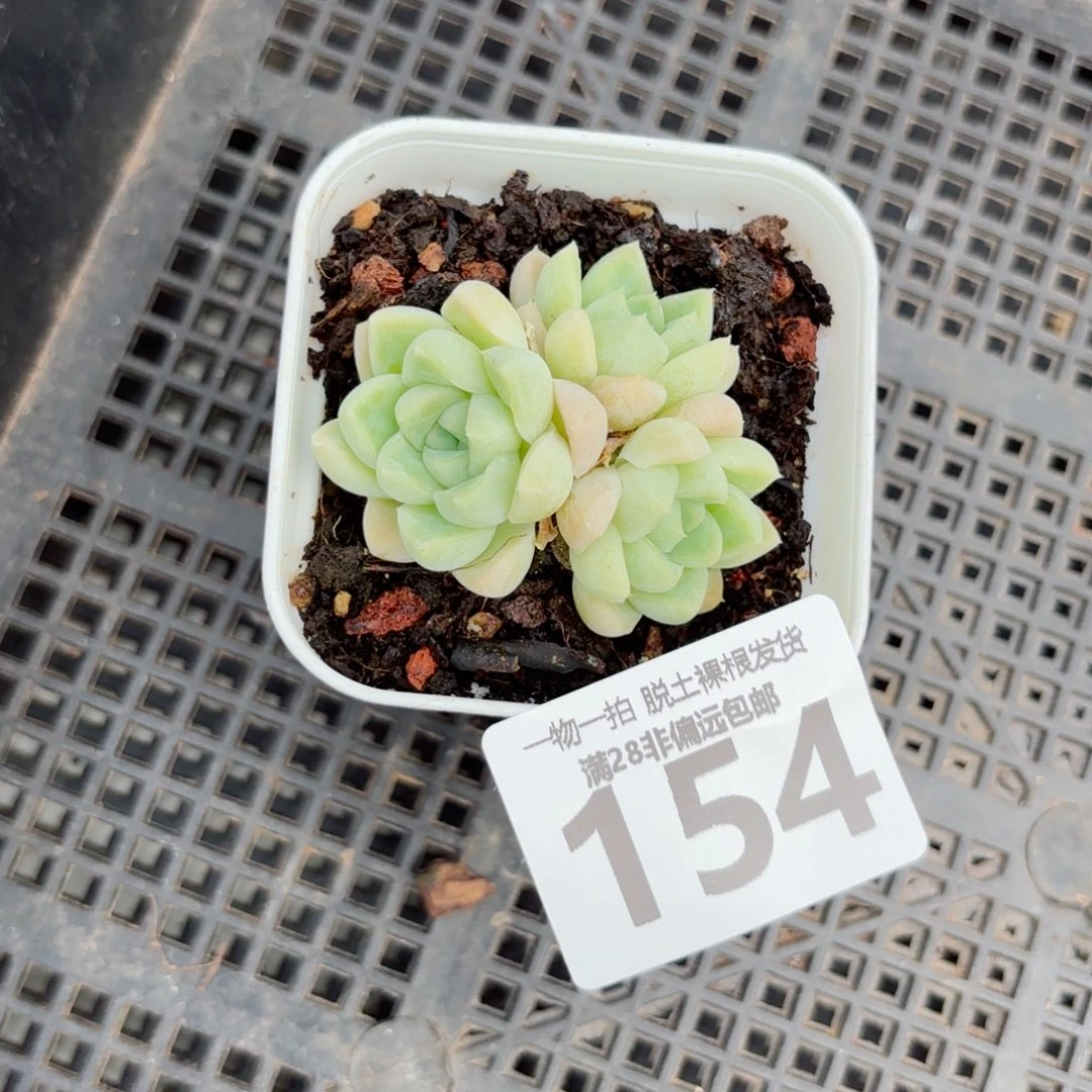 阿尔卑斯月影无盆土发货