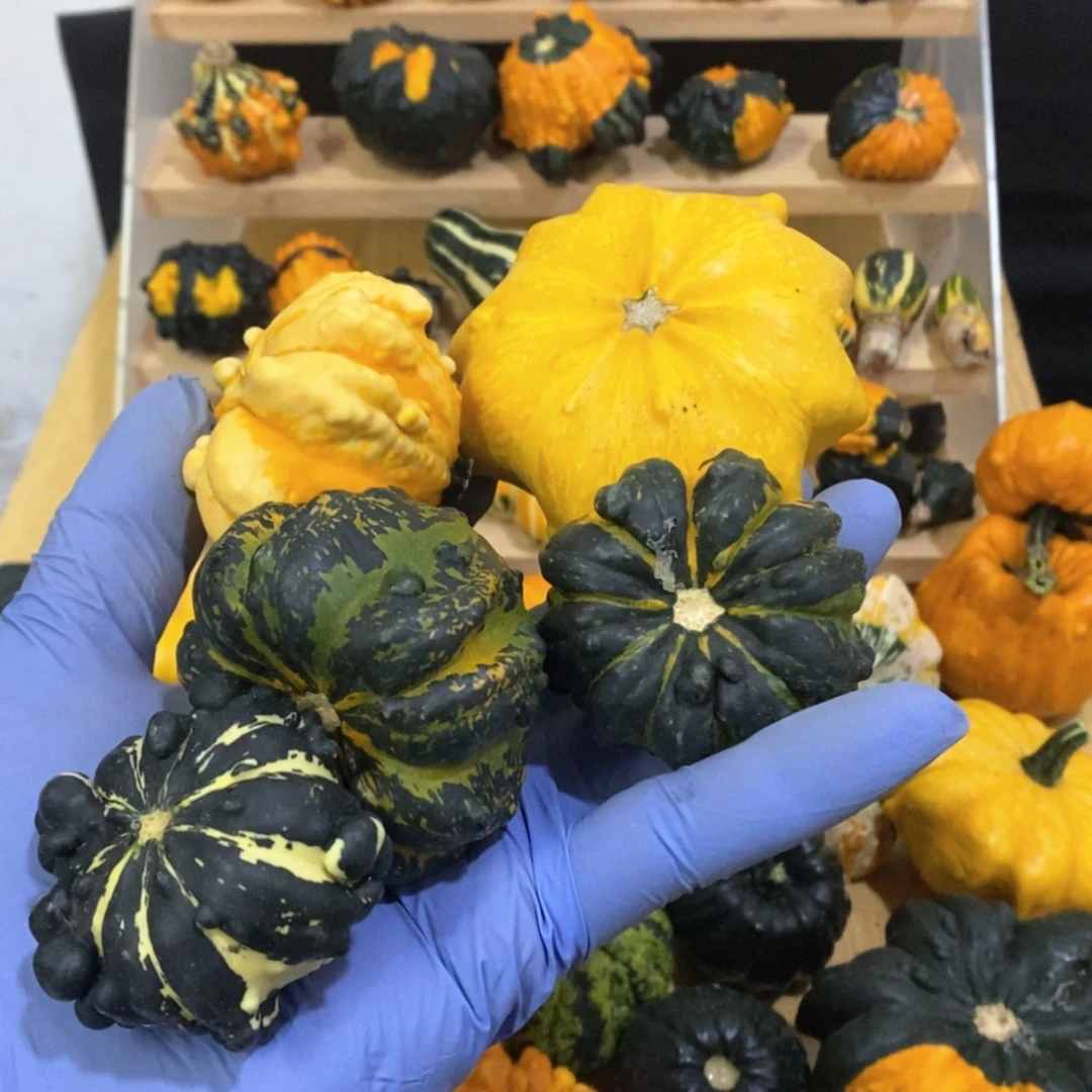 【闪购商品】超*心墨西哥七彩葫芦青皮葫芦