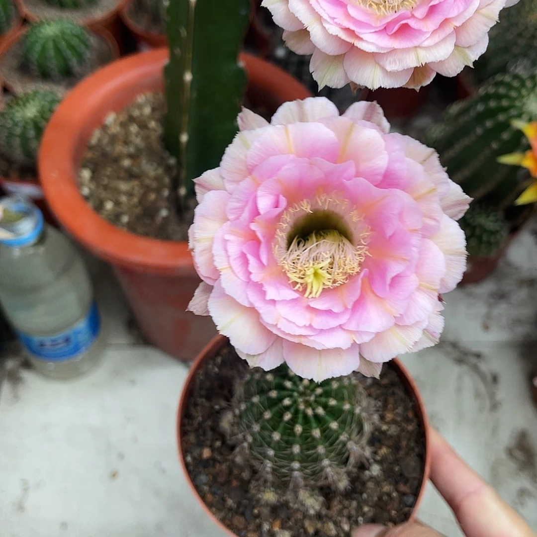 彩草520号带根4.5-5公分左右