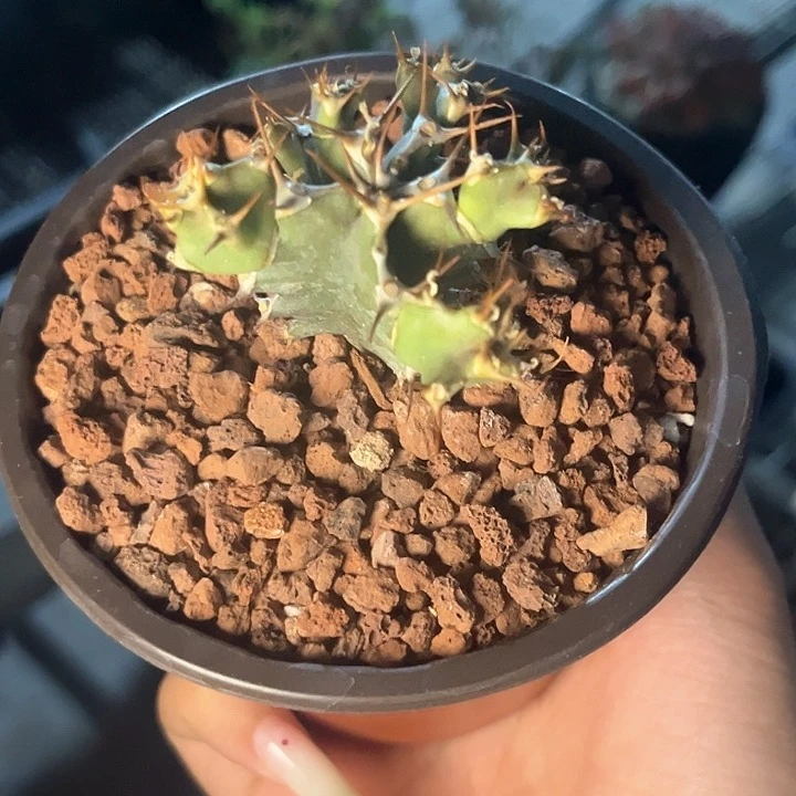 火山大戟多肉植物