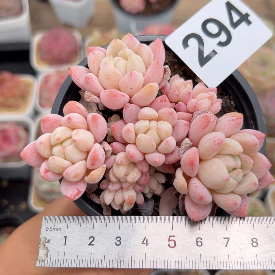 294 多肉植物组合
