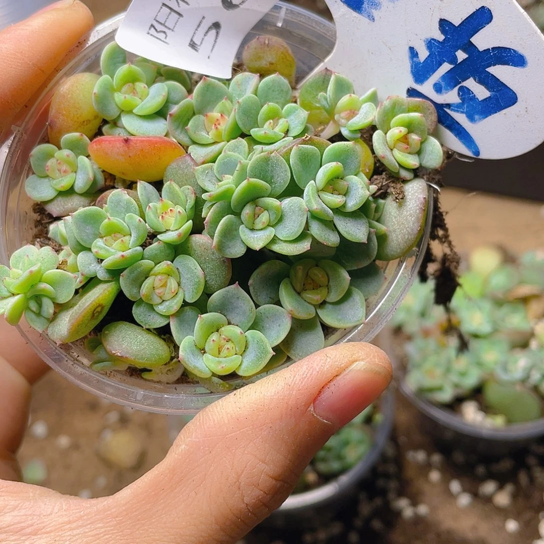 量拍多肉植物多肉植物566