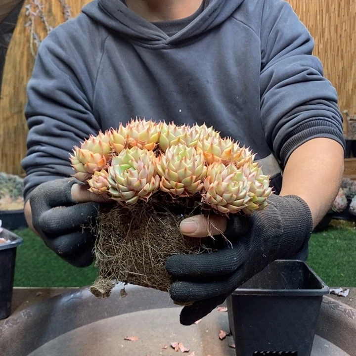 ****ベ250号苯巴多肉植物