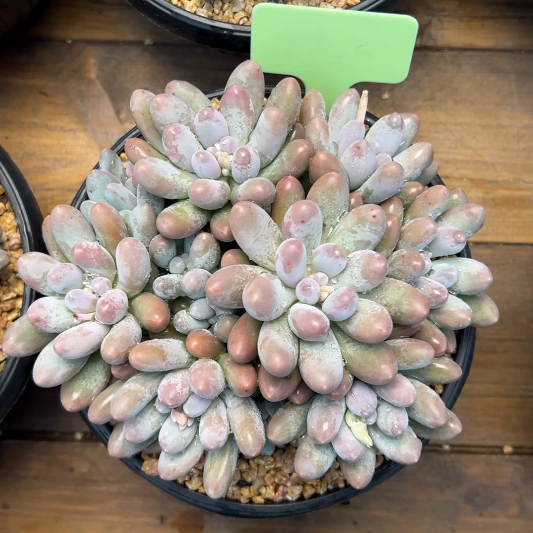 汤圆1111111111111111