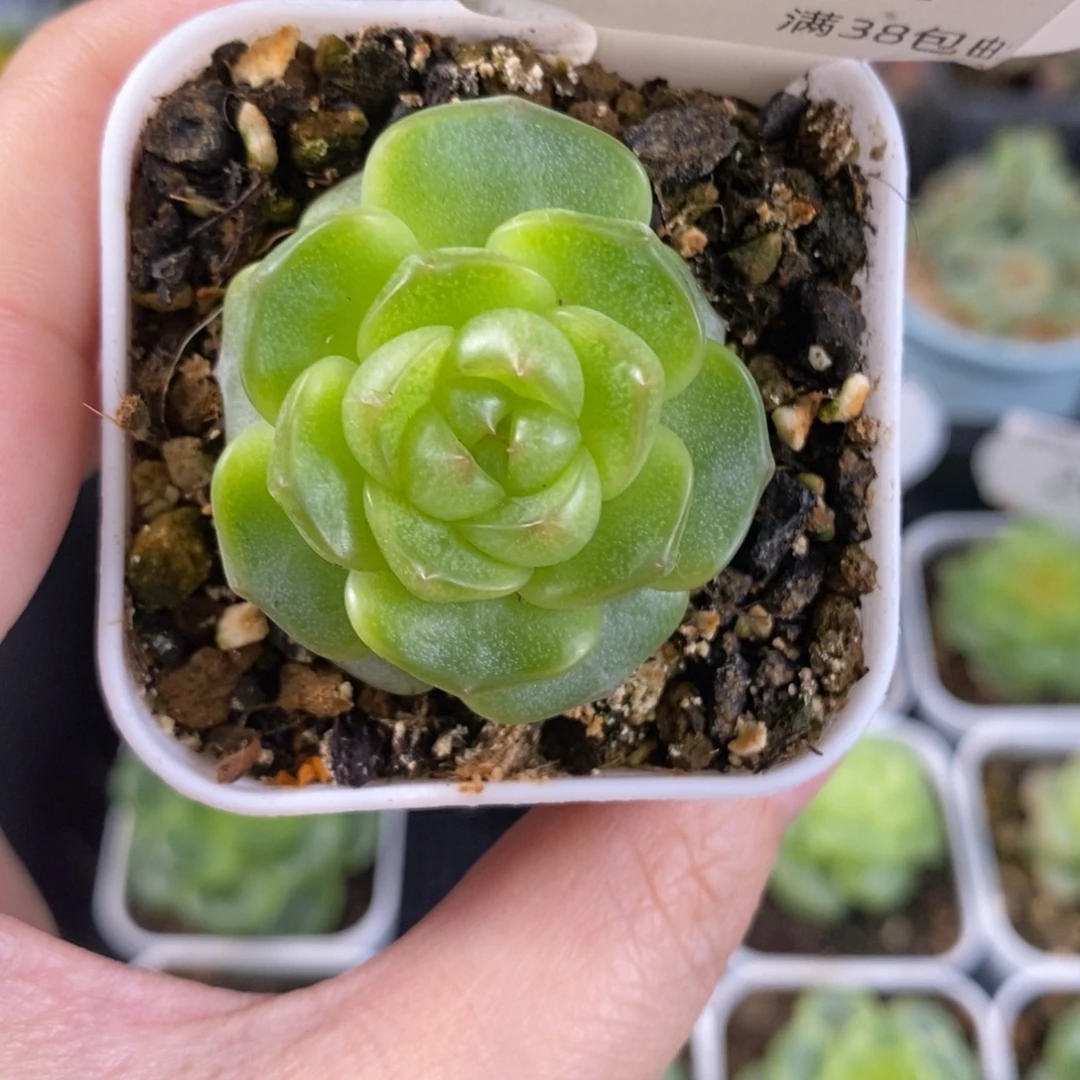 新品珍妮单头一颗204号