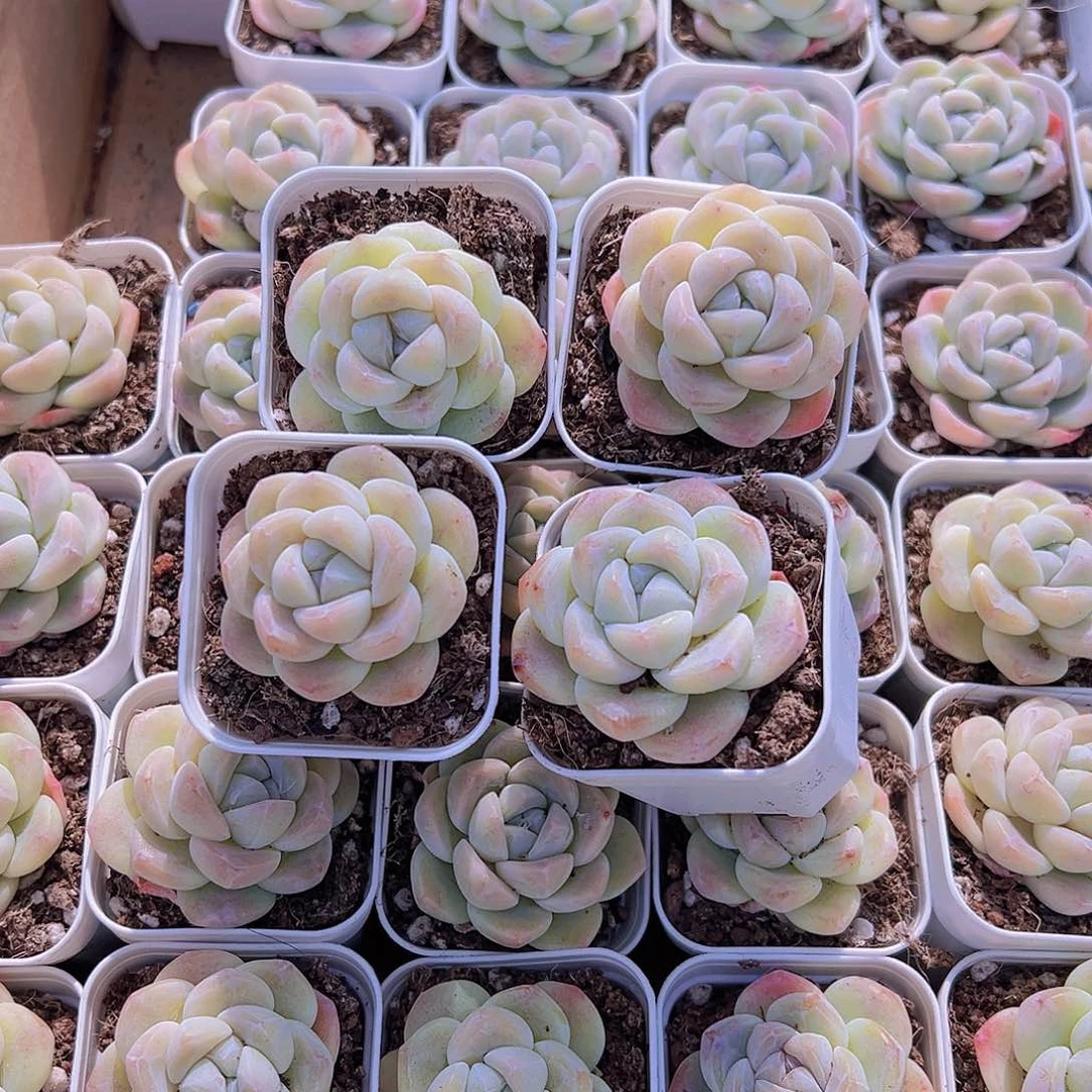 奶冰带盆带土19包邮