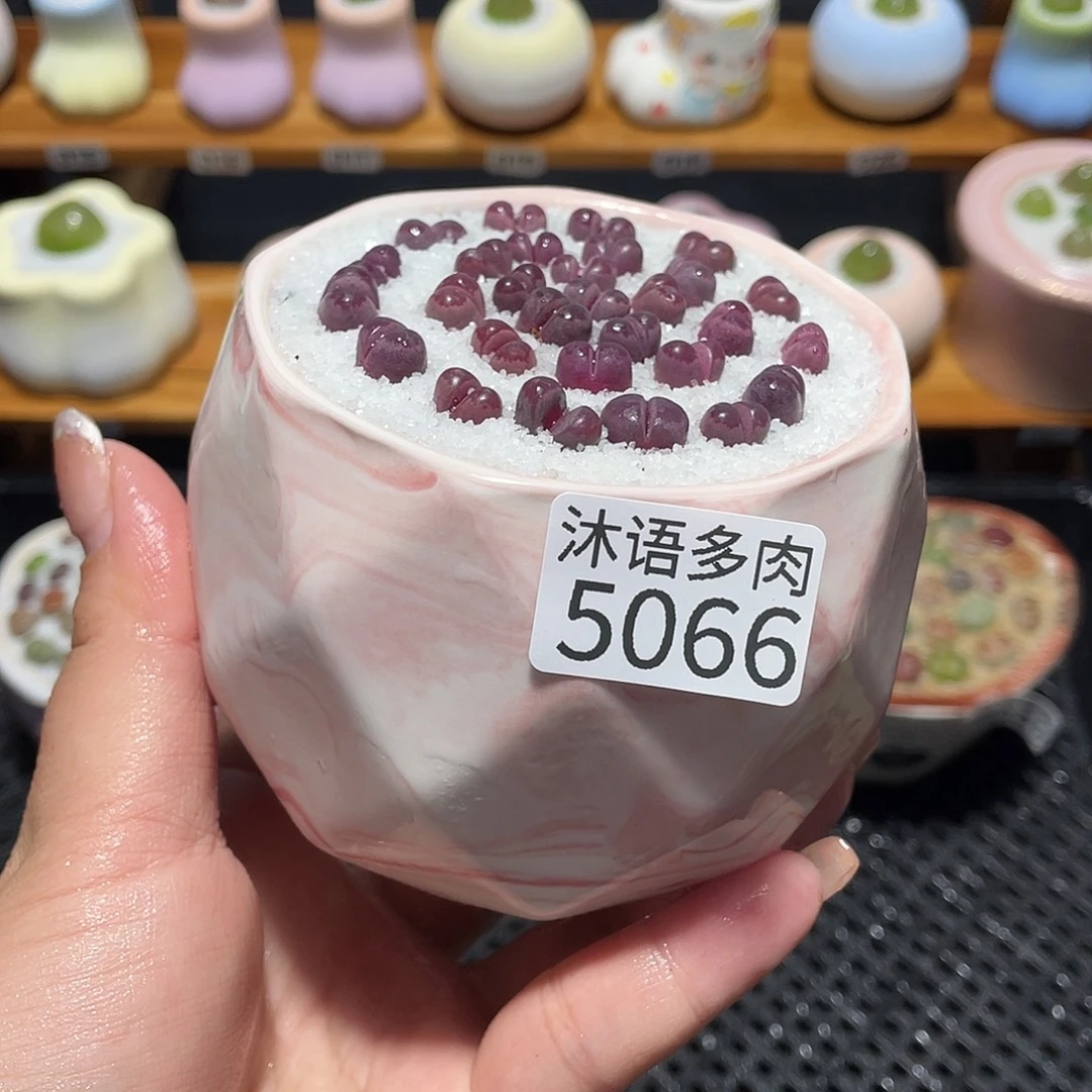 带盆土植物 一物一拍5066