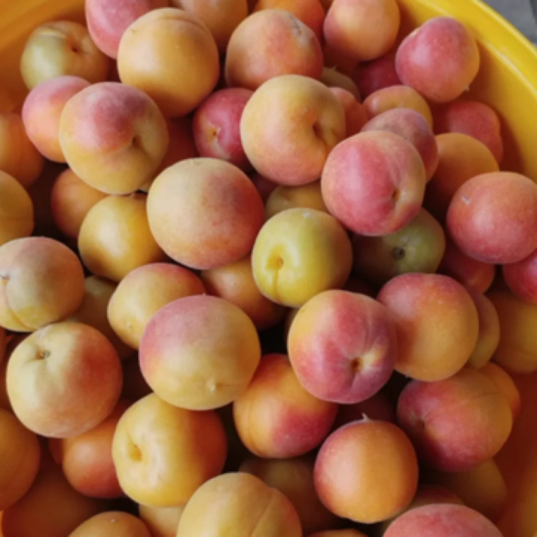 新疆吊干杏35元一件