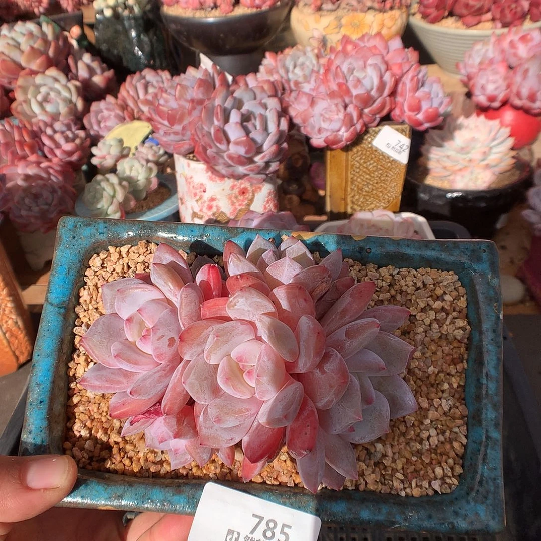 785雪天使多肉植物一物一拍