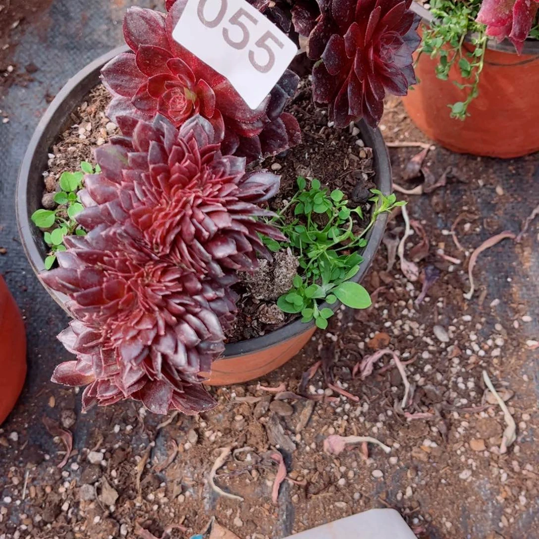 多肉植物055花花公子