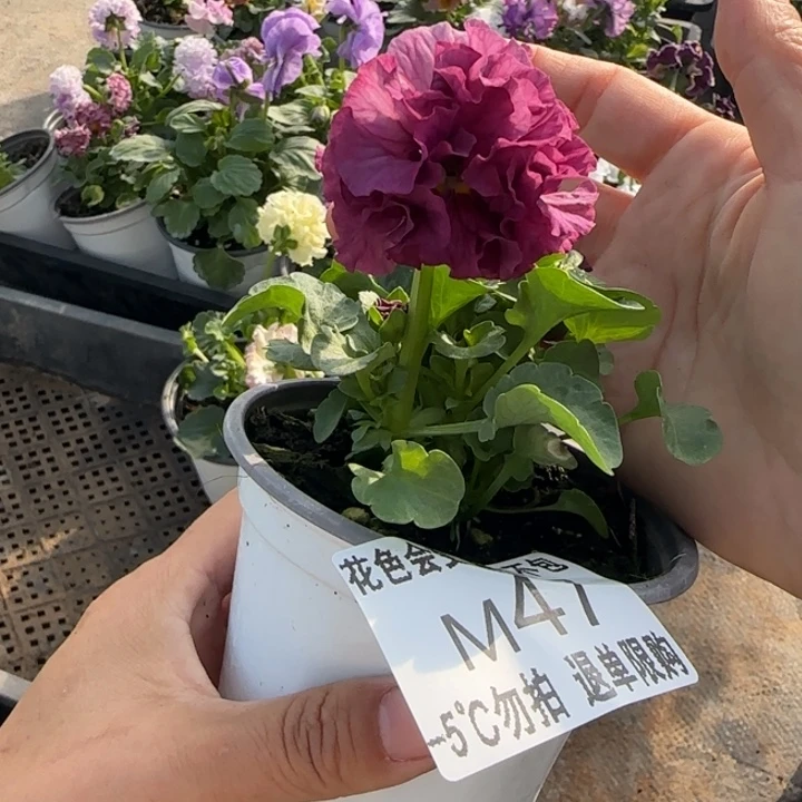 小****无花朵M047角堇小苗一物一拍默认苗晃