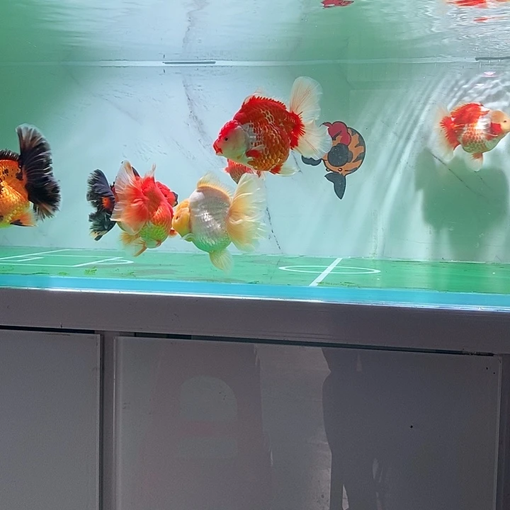 海水鱼泰狮兰寿金鱼活体