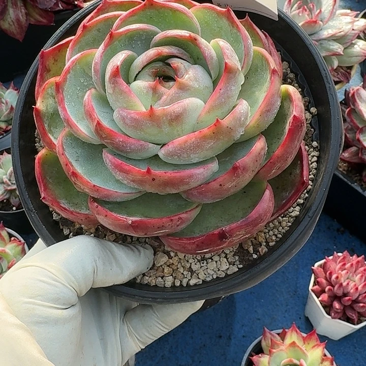 惊鸿惊鸿惊鸿 613............