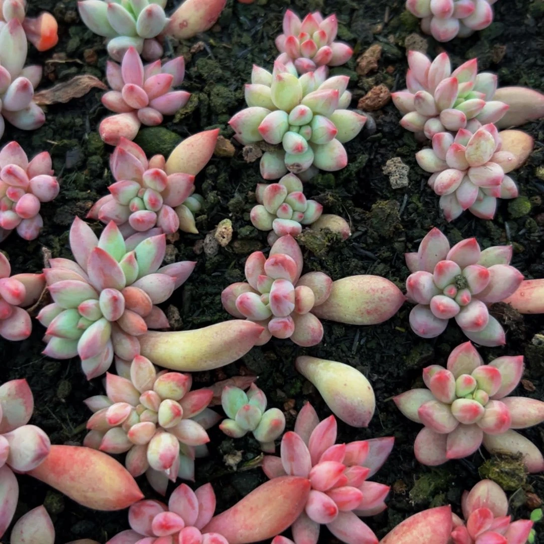 15颗大小不等虞美人二代