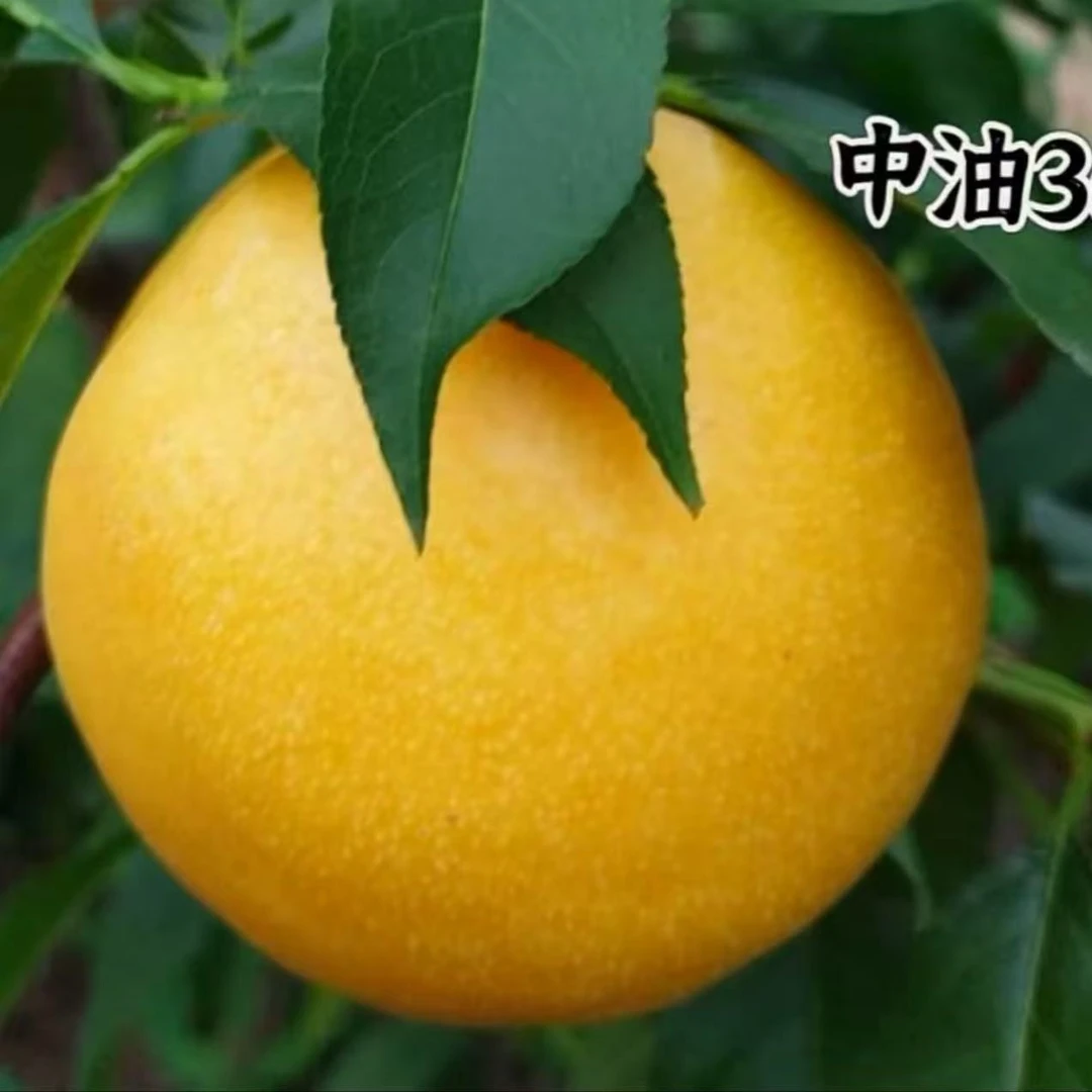 中油36优质品种苗