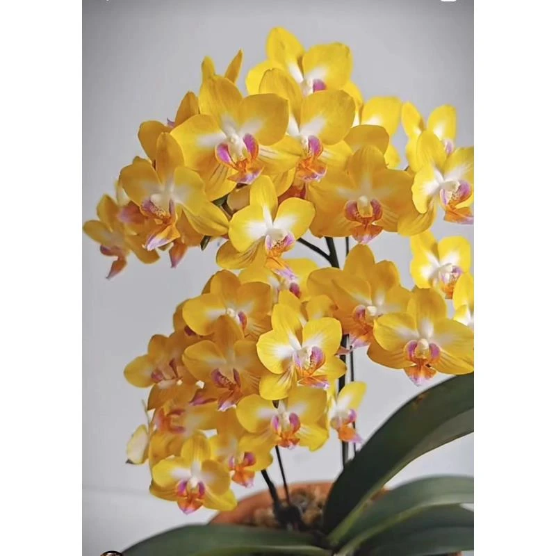 3.0大杯 金星蝴蝶兰  带花剑