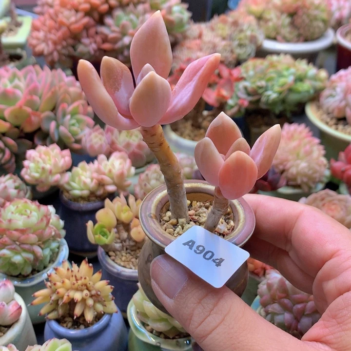 一物一拍含盆土满38包邮A904