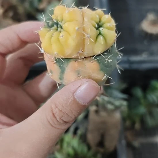 一物一拍，仙人锦石化！